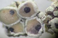 Arthonia apotheciorum