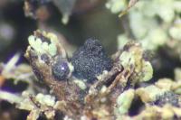 Agonimia tristicula