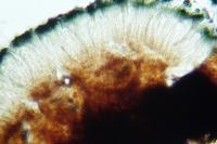 Toniniopsis aromatica