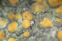 Protoblastenia rupestris