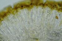 Protoblastenia rupestris