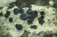 Lecidella elaeochroma