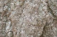 Dendrographa decolorans