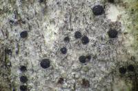 Amandinea punctata