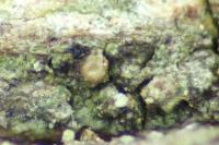 Gyalecta truncigena