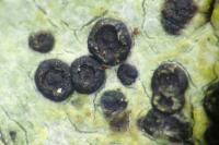Buellia disciformis