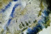 Buellia disciformis