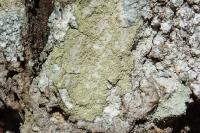Pertusaria flavida