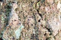 Diarthonis spadicea