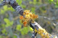 Teloschistes chrysophthalmos