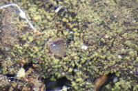 Placynthiella icmalea