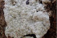 Varicellaria hemisphaerica