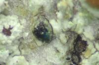 Peridiothelia fuliguncta
