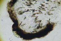 Peridiothelia fuliguncta
