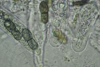 Peridiothelia fuliguncta