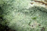 Lepraria finkii