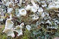 Cladonia digitata