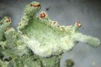 Cladonia digitata