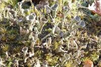 Cladonia chlorophaea