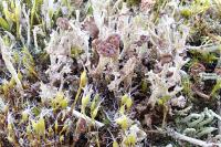 Cladonia ramulosa