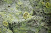 Lecanora barkmaniana