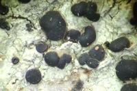 Bacidia laurocerasi