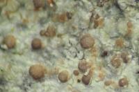 Traponora varians