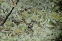 Lecanora symmicta