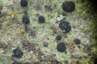 Orcularia insperata