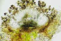 Orcularia insperata