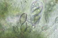 Orcularia insperata