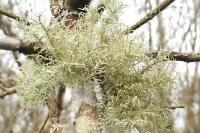Usnea esperantiana