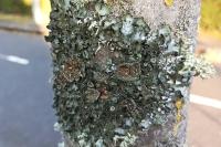 Pleurosticta acetabulum