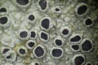 Lecanora chlarotera subsp. meridionalis