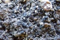 Toniniopsis aromatica