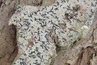 Alyxoria culmigena