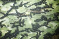 Arthonia atra