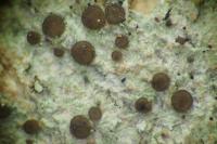 Bacidia arceutina