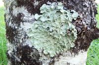 Flavoparmelia caperata