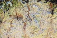 Lecanora barkmaniana