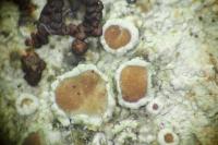 Lecanora argentata
