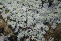 Physcia clementei