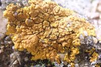Xanthoria calcicola
