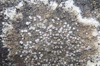 Pyrenodesmia variabilis