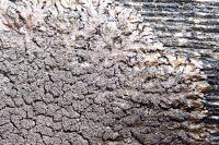 Xanthoparmelia verruculifera