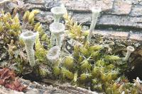 Cladonia fimbriata