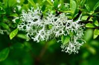 Evernia prunastri