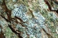 Anisomeridium biforme