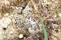 Sarcogyne pruinosa var. pruinosa