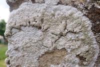 Diploicia canescens